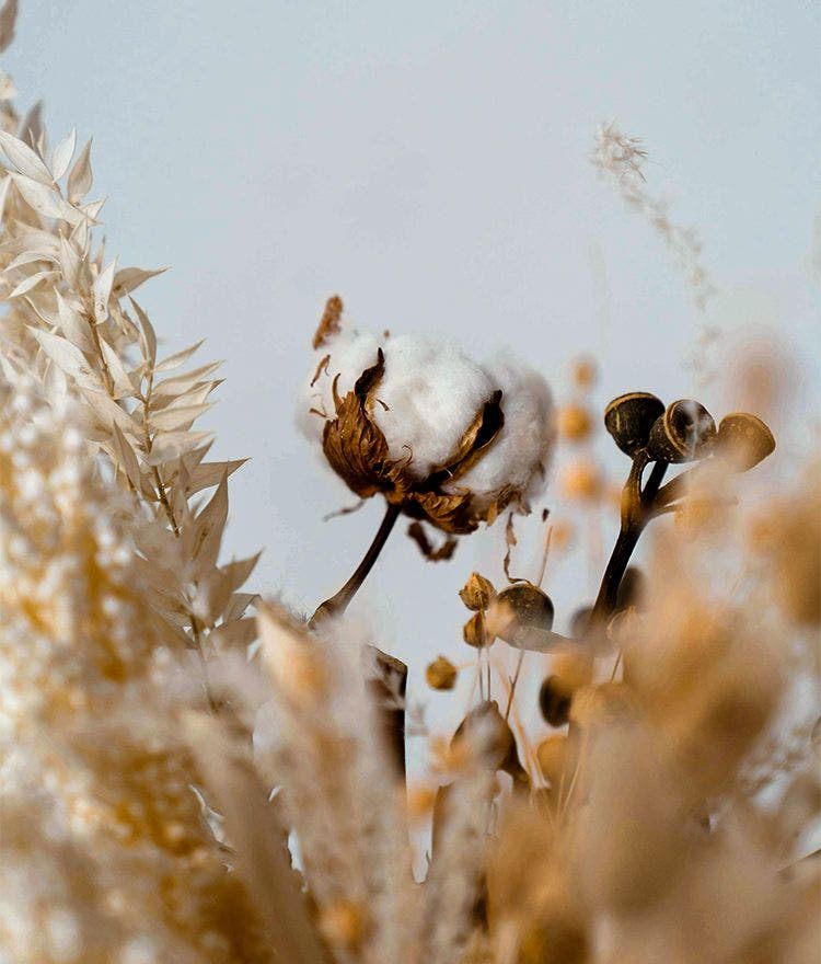 cotton flower blooming in a cotton field