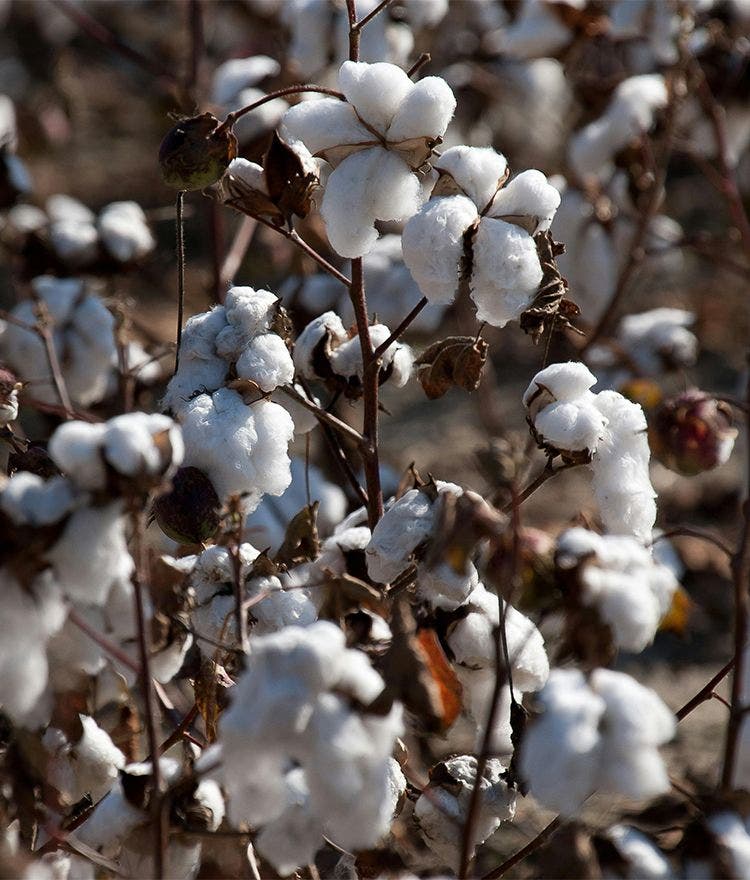 organic cotton bolls on plant
