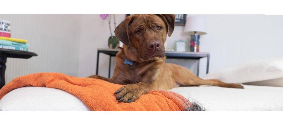 Brown dog lounging on a Happsy mattress with an orange blanket