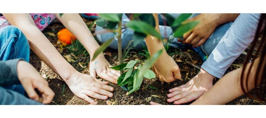 planting a tree to help the planet