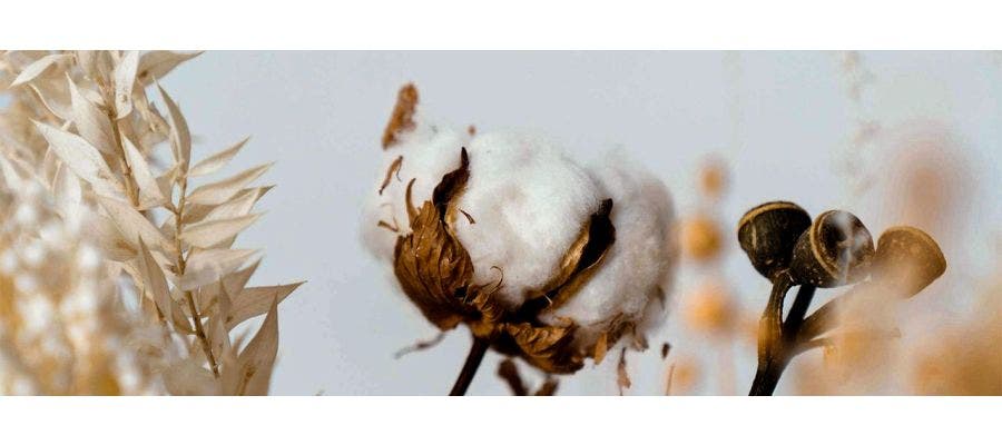 cotton flower blooming in a cotton field