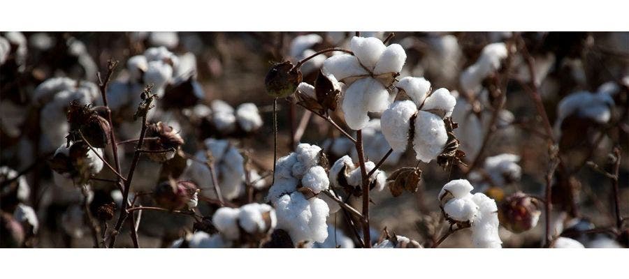 organic cotton bolls on plant
