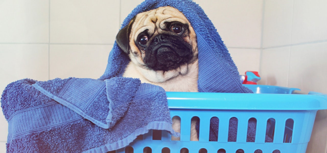 Small dog sitting in a laundry basket