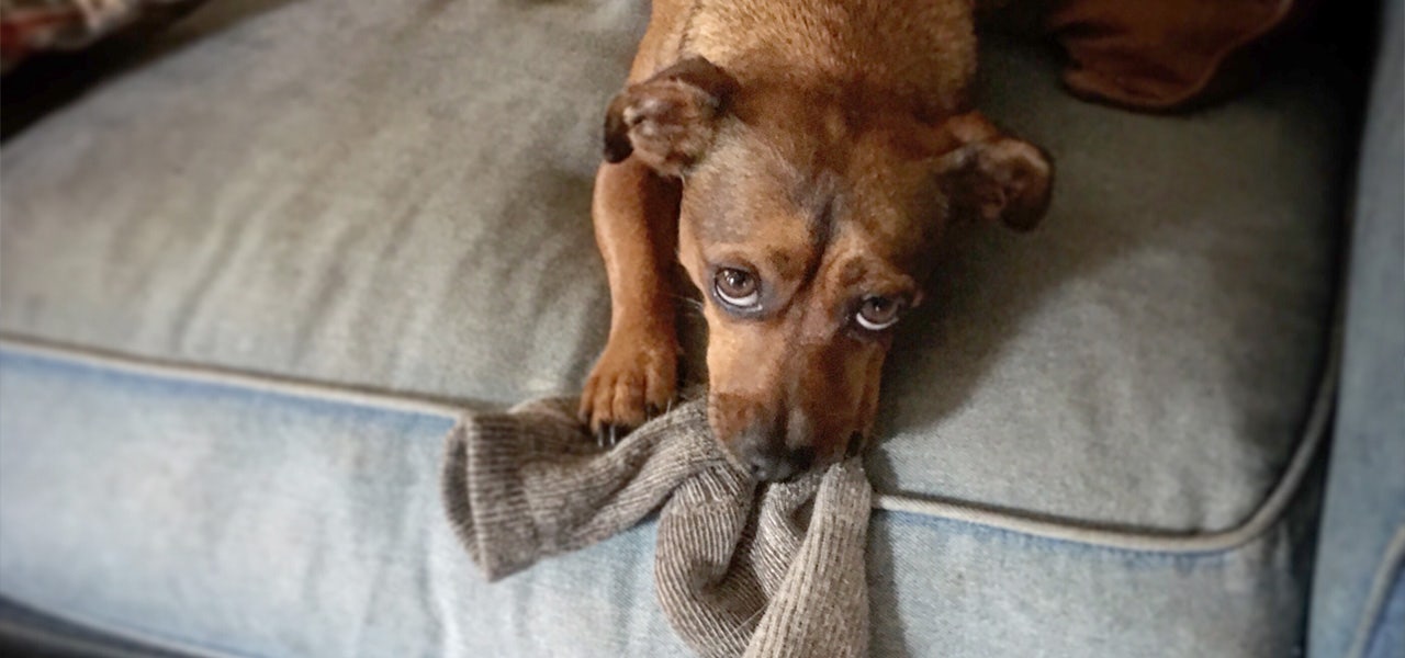 Brown dog playing with a knitted cloth