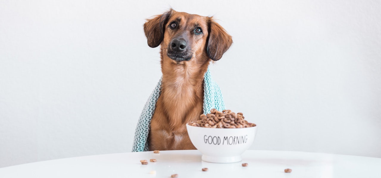 Dog wrapped in a blanket and having his breakfast