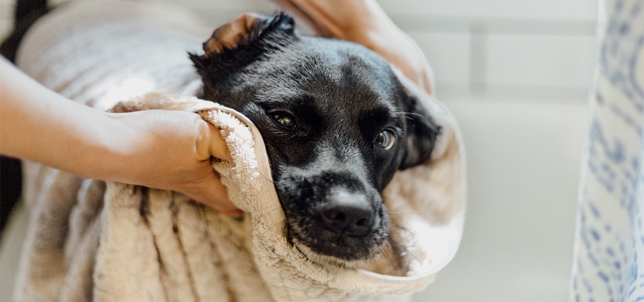 Black dog wrapped in towel