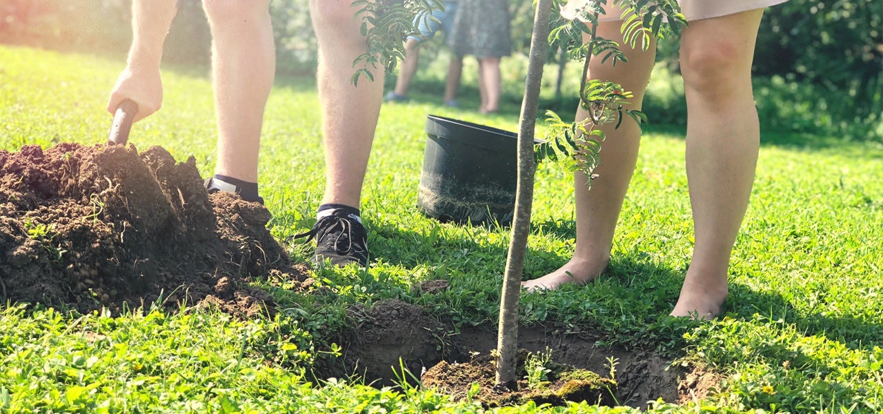 Adult and child planting a small tree