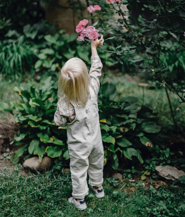 Small kid in overalls picking pink flowers from the backyard