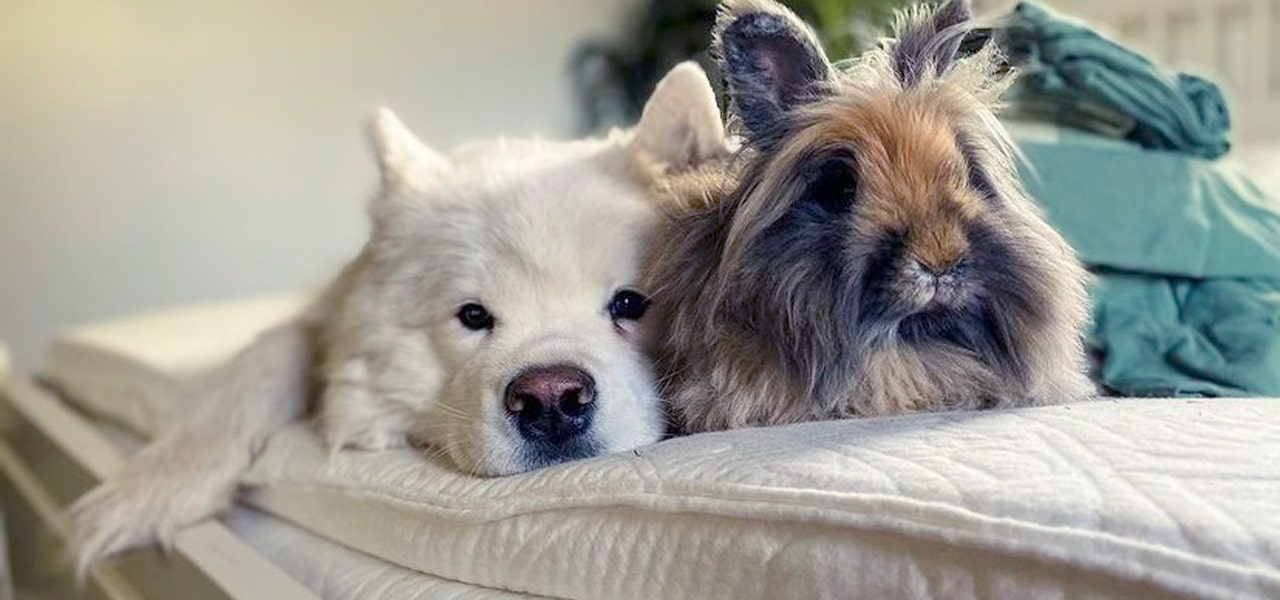 Pet dog and rabbit cuddling together on a Happsy organic mattress