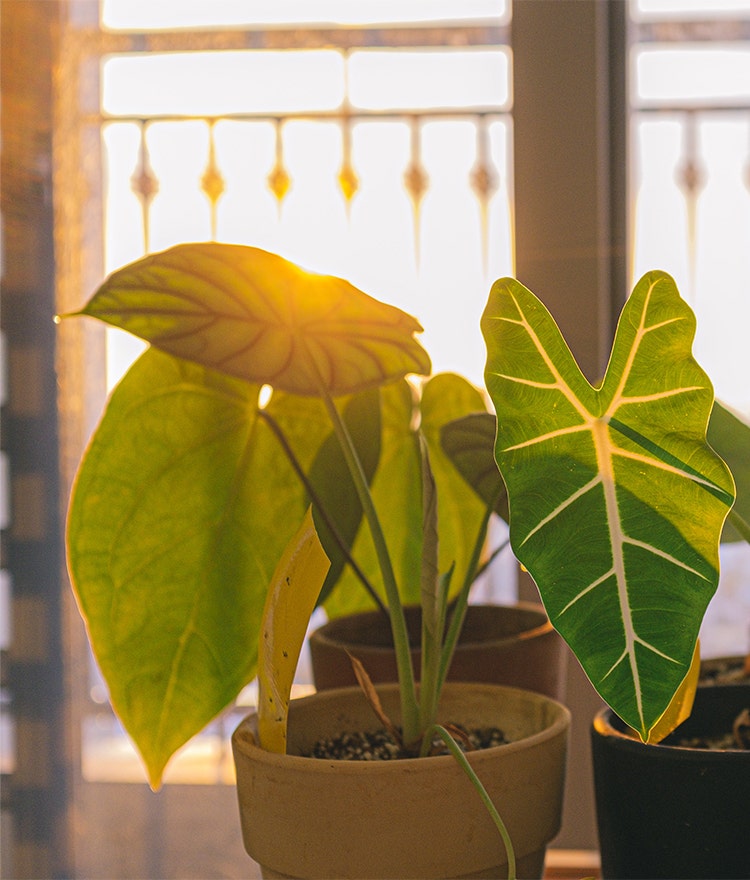 Big leafy houseplant near a sunny window