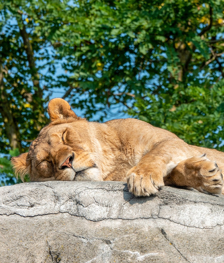 Lioness, symbolizing the lion chronotype, sleeping on a large boulder