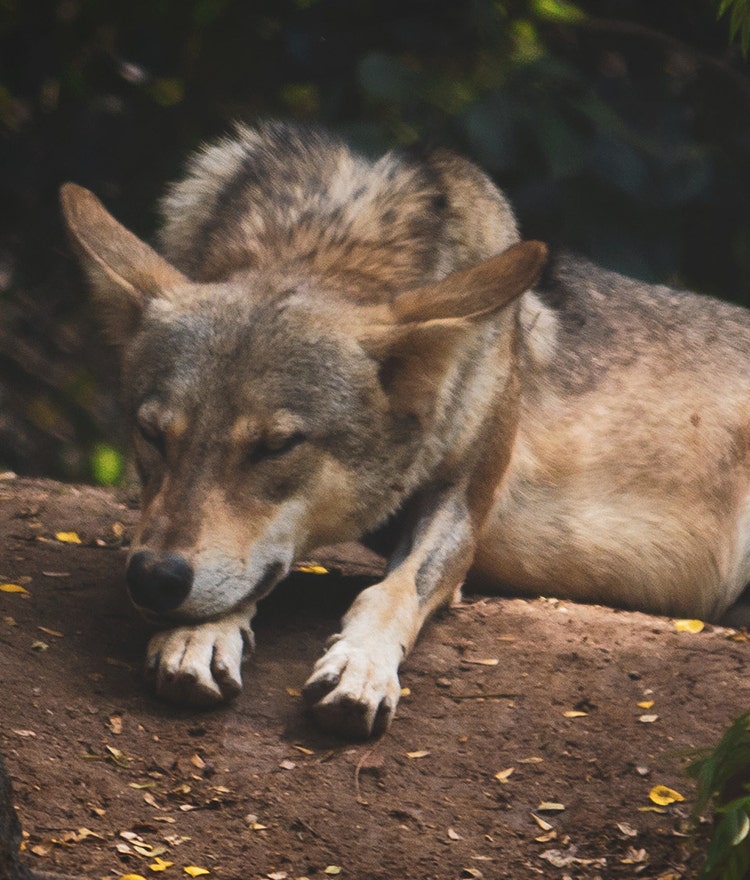 Wolf, symbolzing the wolf chronotype, sleeping on a log