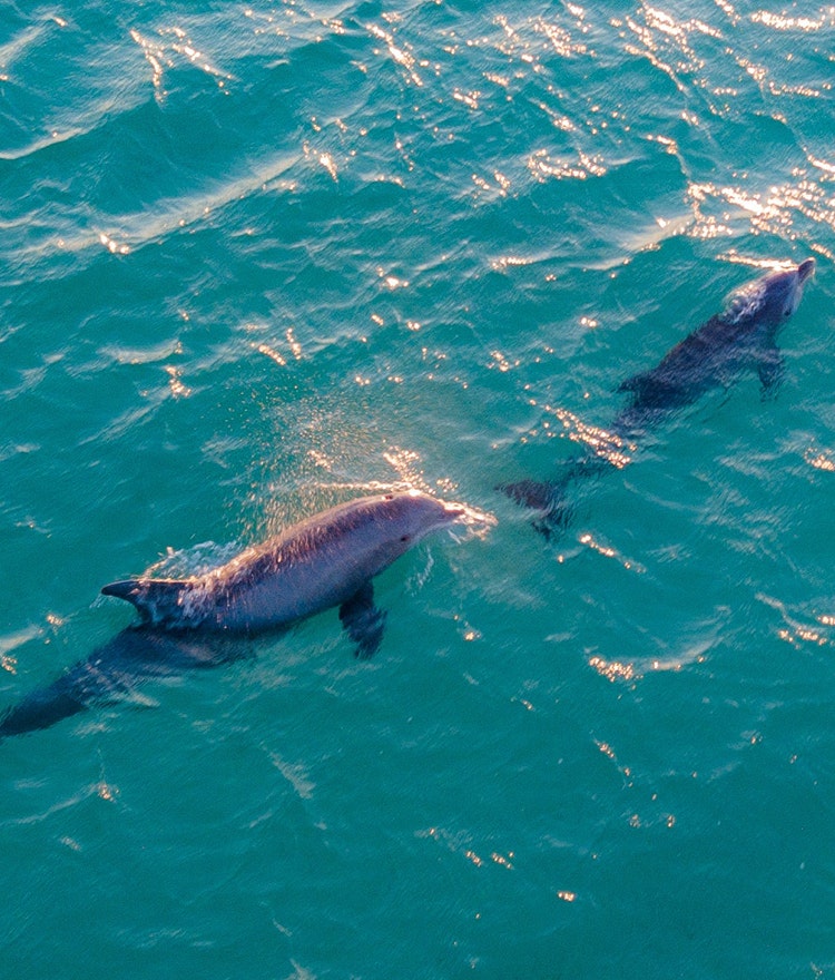 Two dolphins in the ocean, symbolizing the dolphin chronotype