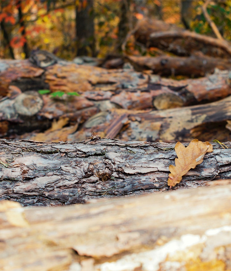 Various trees with bark that could be a spring allergen