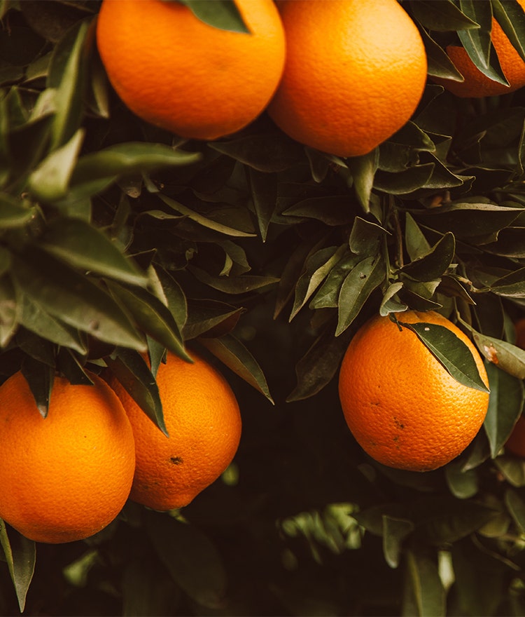 Oranges, which can be a natural allergy rememdy, growing on a tree