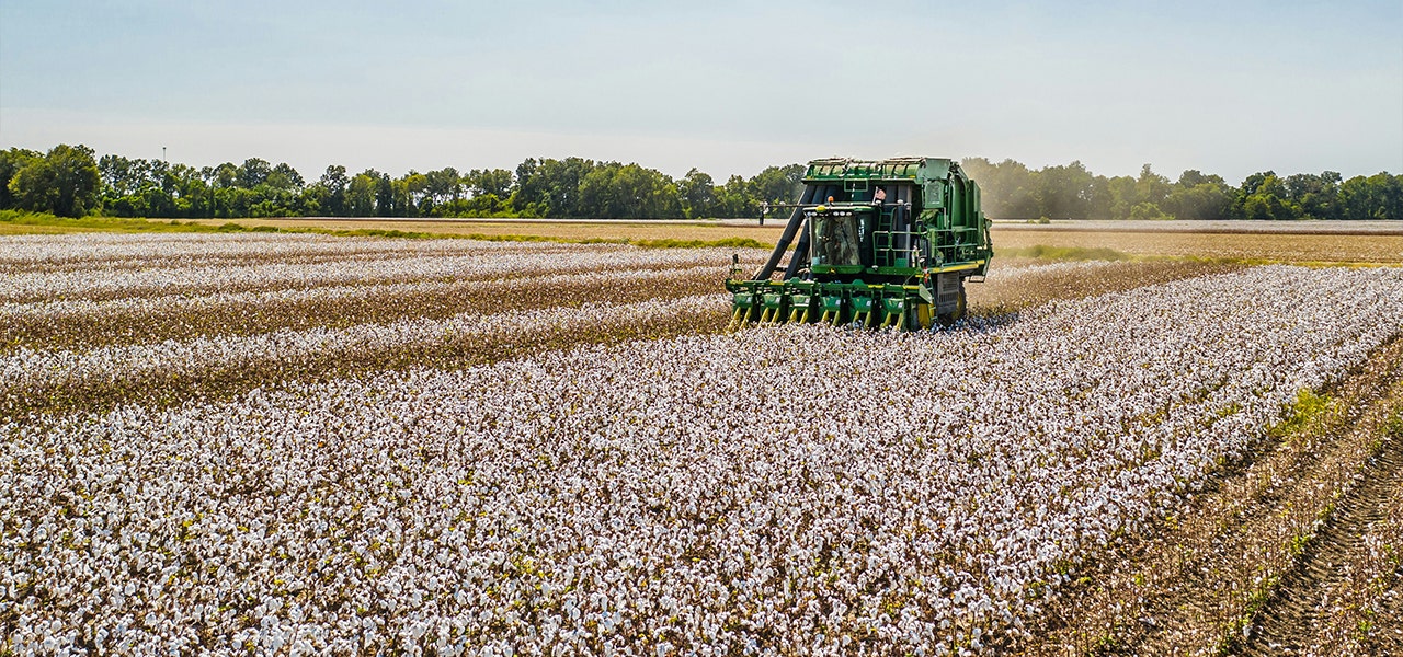 cotton stripper harvesting GOTS certified organic cotton from a field