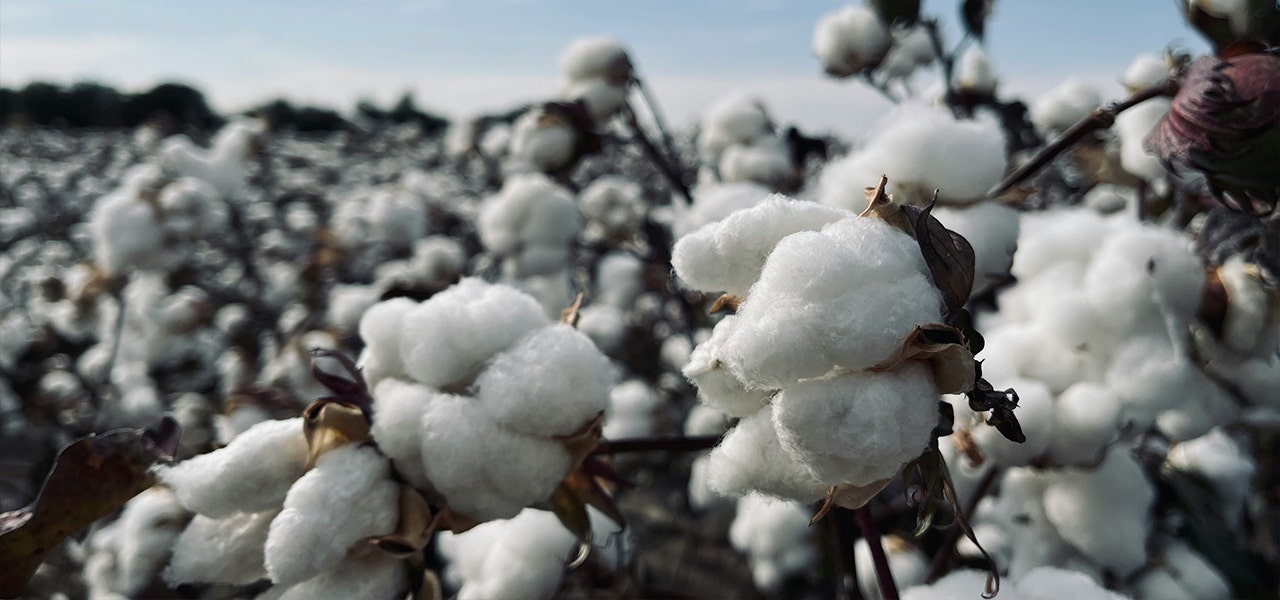 GOTS certified organic cotton plants blooming in a cotton field