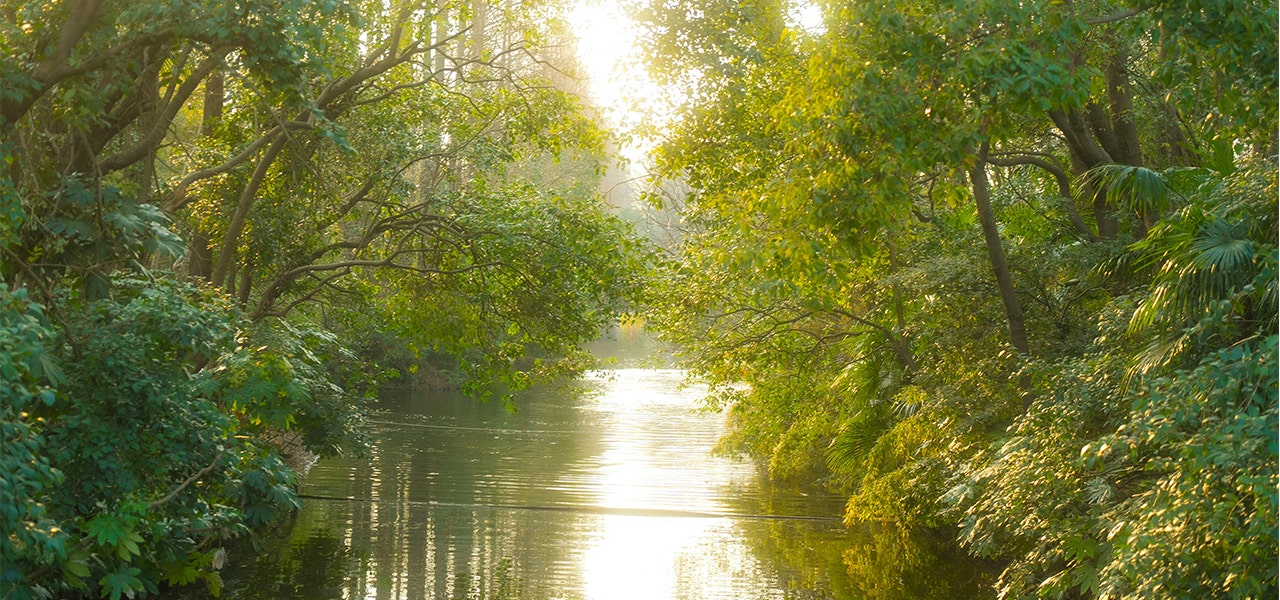 scenic stream in a forest with sunlight reflecting on water