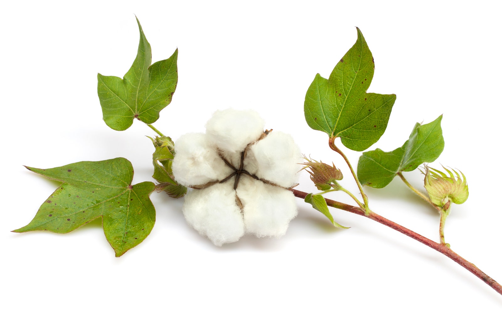 Organic Cotton Plant