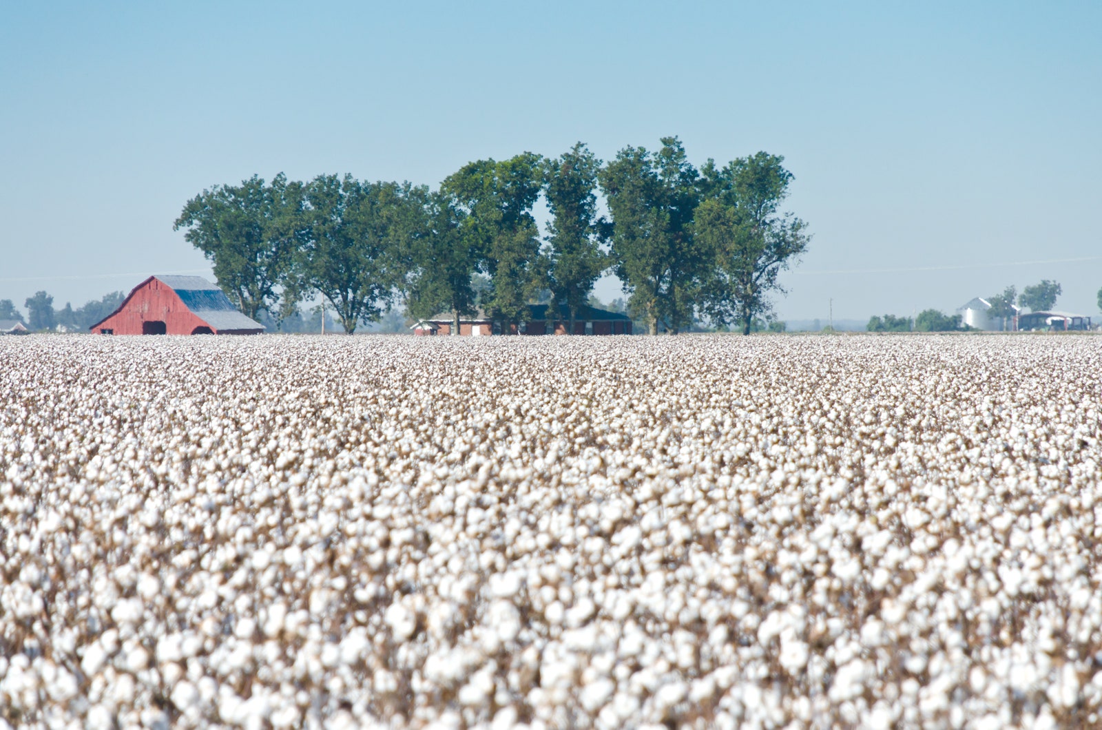 Cotton Field